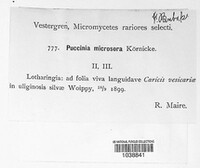 Puccinia microsora image